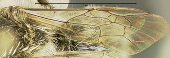 Media type: image;   Entomology 609512 Aspect: wing